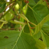 Mitragyna parvifolia (Roxb.) Korth.
